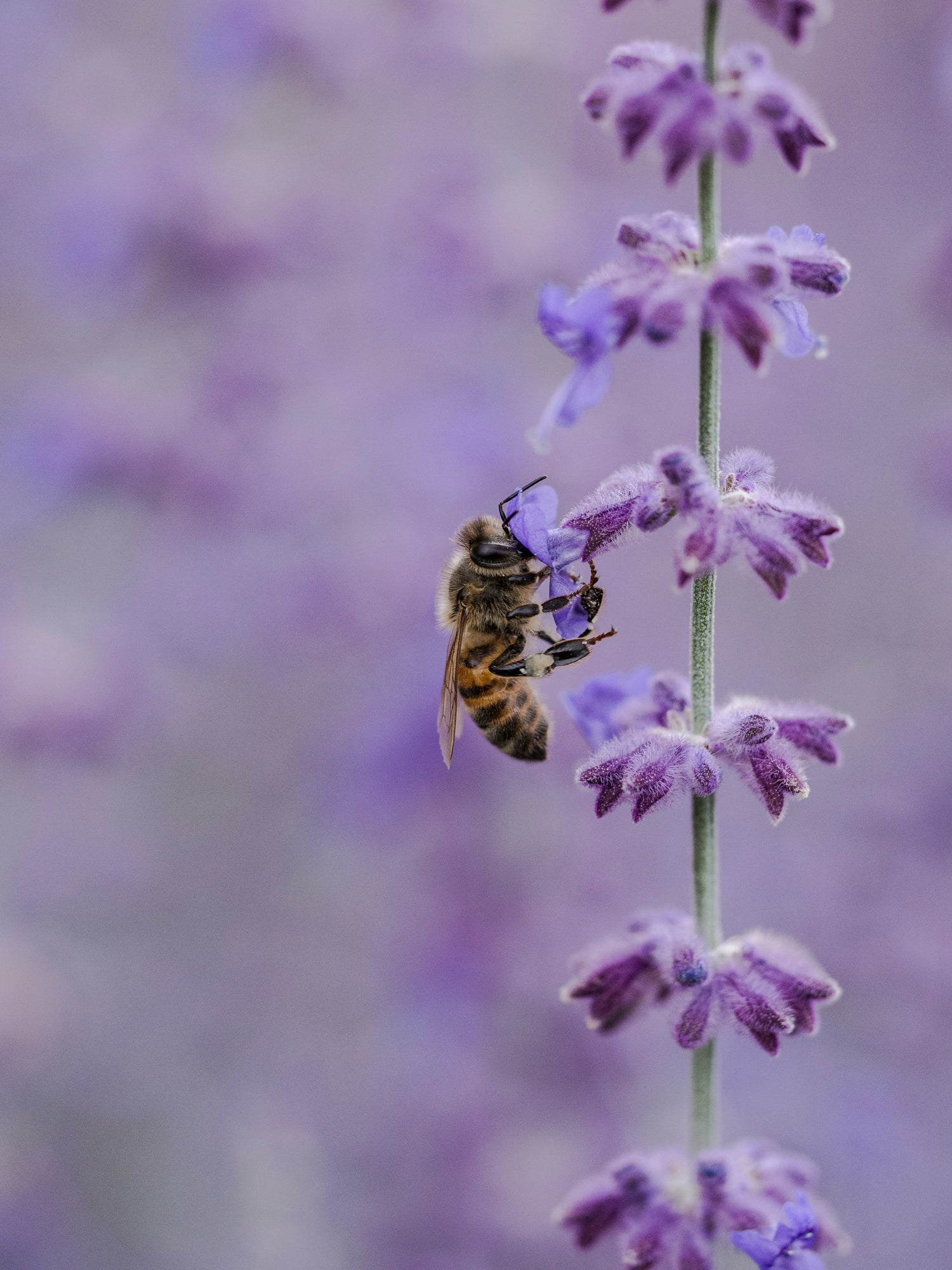 Honeybee on a lavender plant. Read more about safety on the farm.