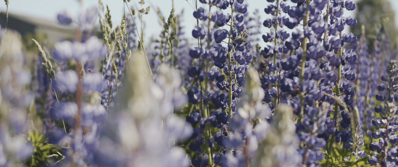 Lavender field overlayed by our motto: We are women who make lavender products. But together, we are women who make a difference through agriculture.