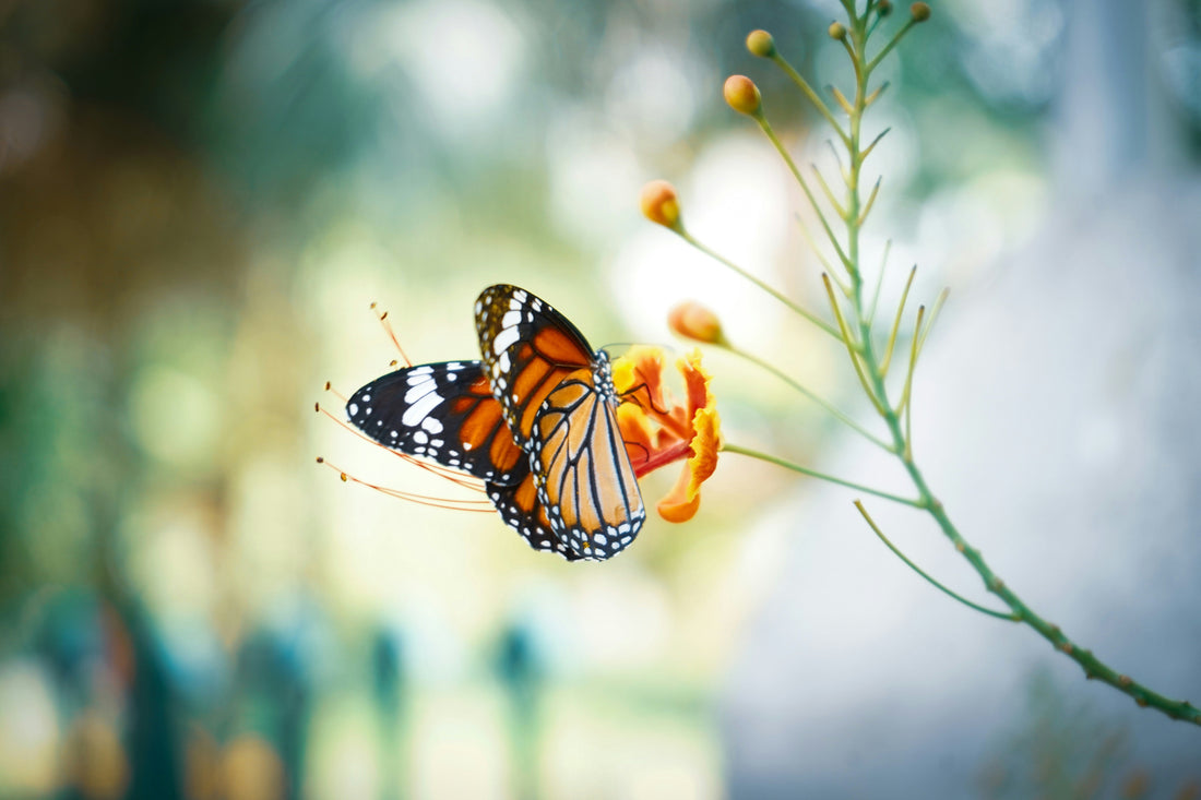 Creating Your Own Butterfly Sanctuary