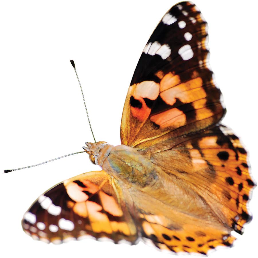 Original Butterfly Garden® Growing Kit with Voucher