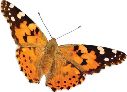 Original Butterfly Garden® Growing Kit with Voucher