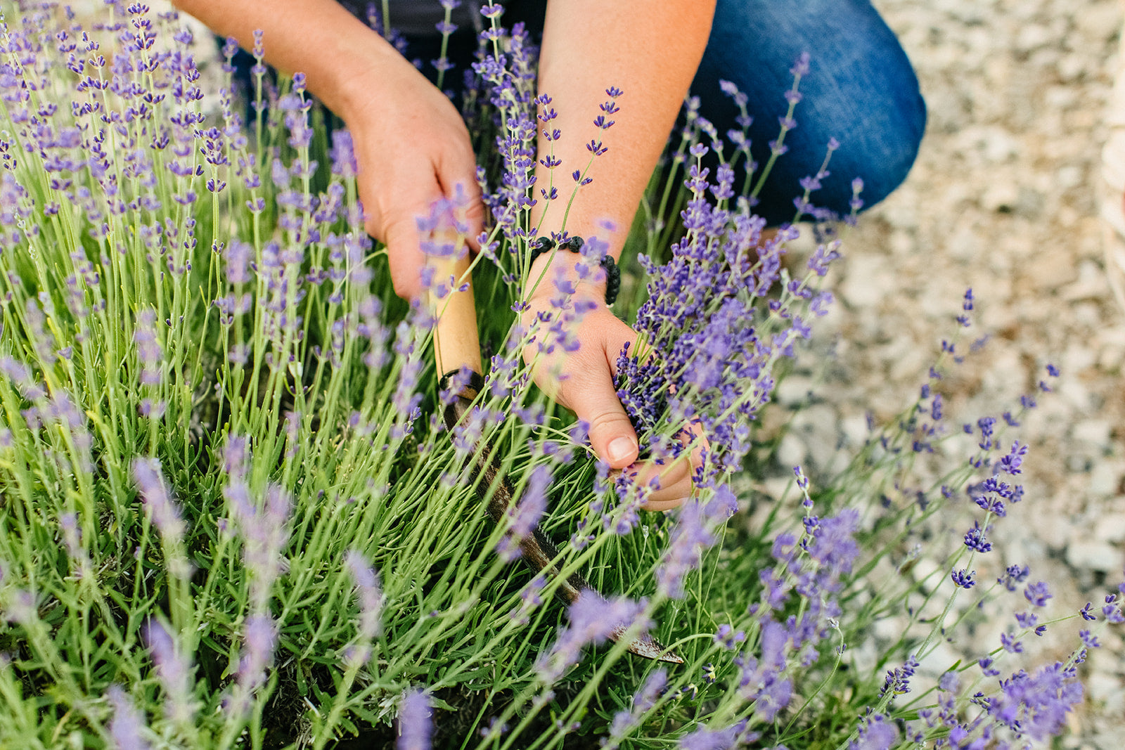 Pick some lavender on our You-Pick days! Learn about our admission & event guidelines.